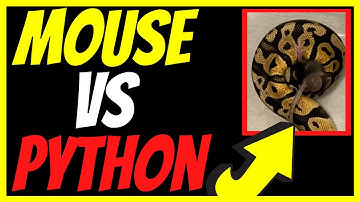[WARNING] ⚠️ Ball Python Eating Live Mouse // Mouse