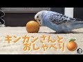 キンカンさんとおしゃべりするインコのピピ Talking budgerigar [#037]