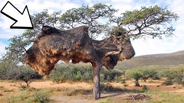 15 Unbelievable Birds Nests