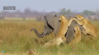 Lions Fail Hunting Baby Elephant