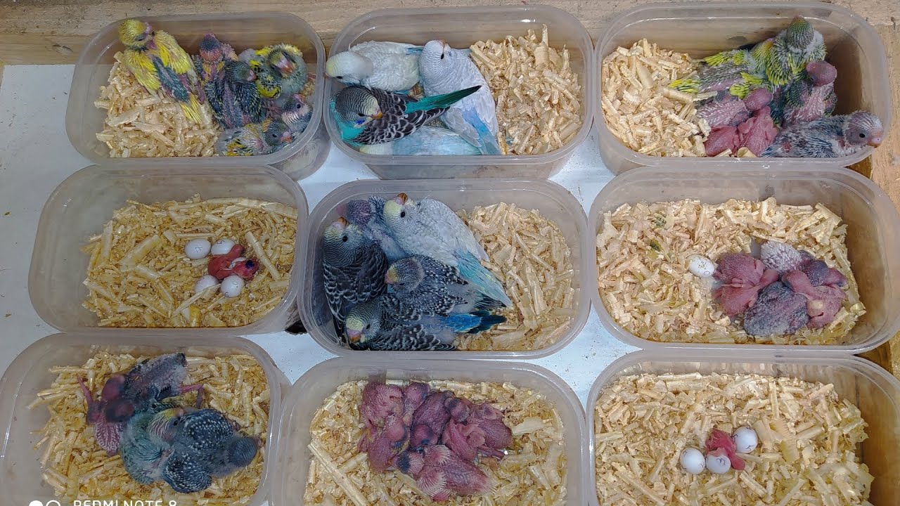 فتح عشوش البادجي لأول مرة على قناة 