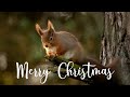 Merry Christmas 🎄 What&#39;s Coming up in 2021 | Wildlife Photography