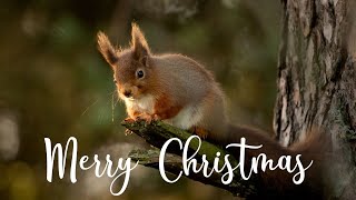 Merry Christmas 🎄 Whats Coming up in 2021 | Wildlife Photography