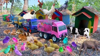 Truk Gandeng Angkut Ayam Warna Warni, Bebek, Induk Sapi, Kerbau, Marmut, Hamster, Burung Merpati