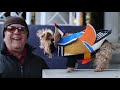 Mandarin Dog Meets Mandarin Duck