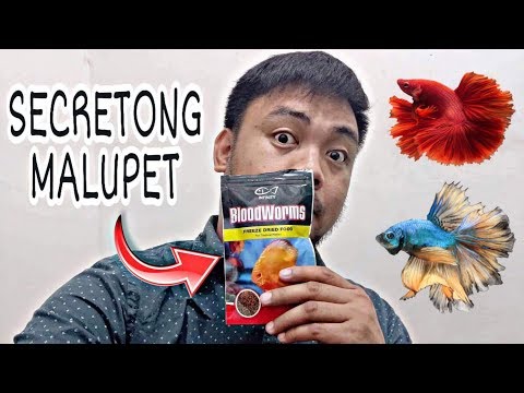 What is the best food for Betta Fish? | MABISANG PAGKAIN NG BETTA.