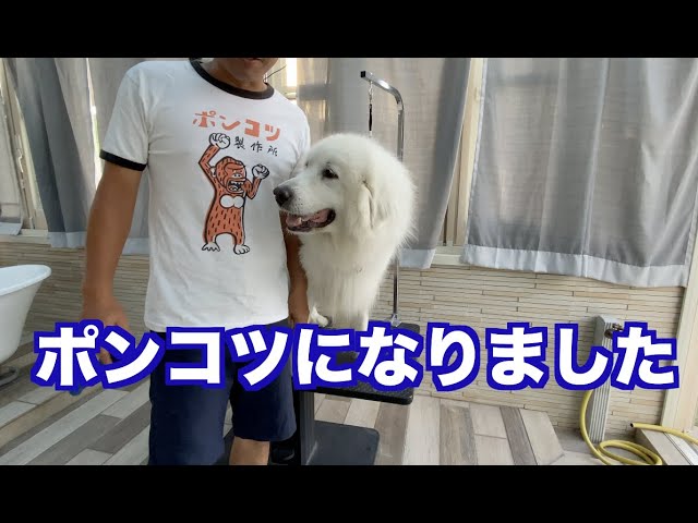 抜け毛がすごい グレートピレニーズ ブラッシング