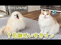 大好きな猫が大変な目にあうと心配した犬の行動がかわいすぎた!