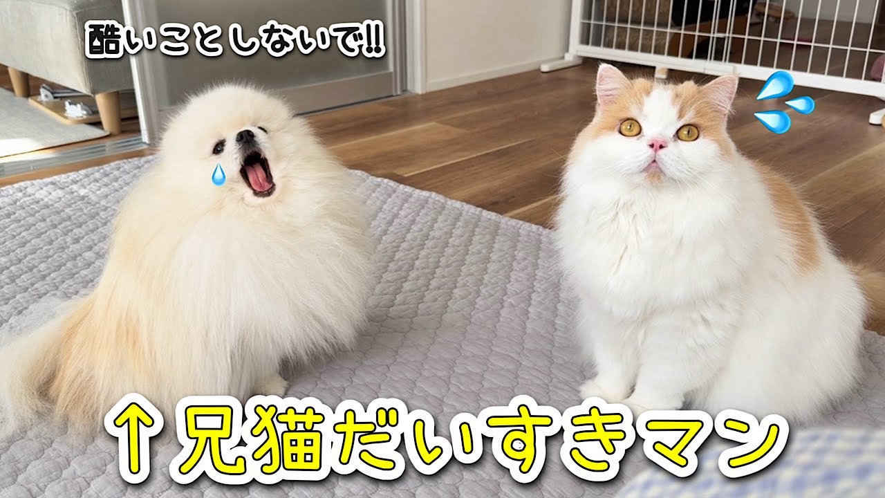 The dog's reaction when he was worried that his beloved cat was in