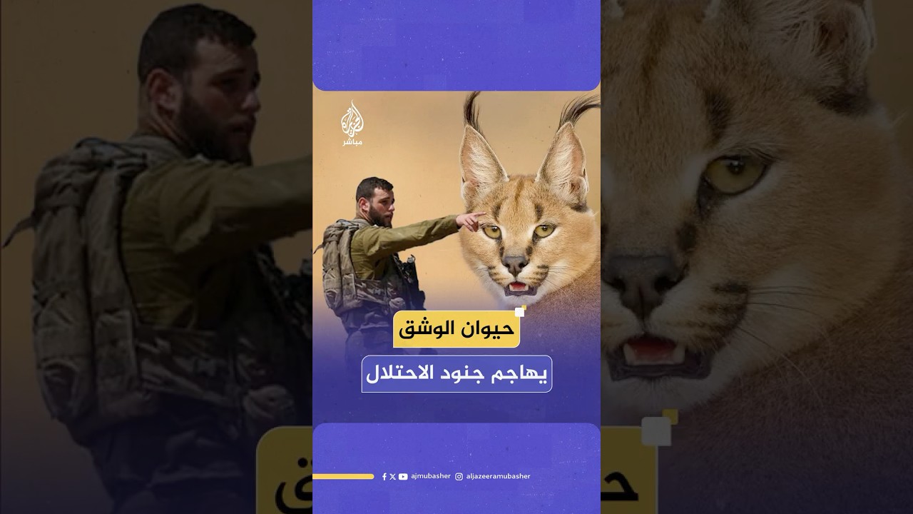 حيوان الوشق المهدد بالانقراض يهاجم جنود الاحتلال في قاعدة عسكرية إسرائيلية على الحدود مع مصر