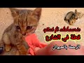 قطة صغيرة في الشارع Qitat Saghirat Fi Alshaarie الرحمة بالحيوان قطة صغيرة في الشارع Qitat Saghirat Fi Alshaarie الرحمة بالحيوان