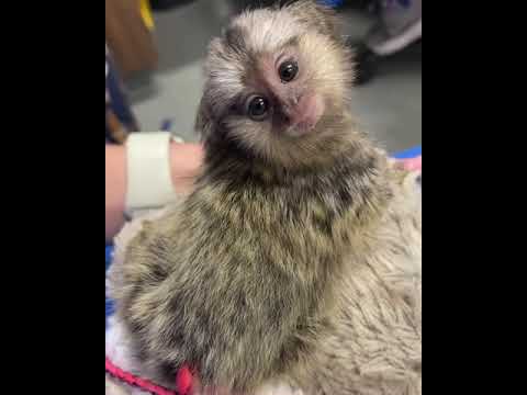Video: Kodėl marmozetės kvepia?
