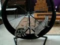 Bengal Exercise Wheel Trouble