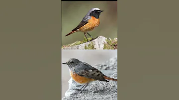 Redstart Bird Call صوت عصفور حميراء 