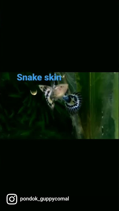 guppy snake skin ivory