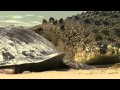 Croc Island Battleground   documentary in english Part 1
