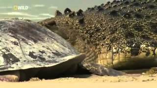 Croc Island Battleground   documentary in english Part 1