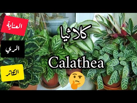 فيديو: Calathea Crocata (25 صورة): رعاية زهرة في المنزل ، وزرع كالاتا الزعفران بعد الشراء والتكاثر. لماذا تجف أوراقها؟