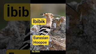 Ibibik Eurasian Hoopoe Eskişehir Nikon Z9 Nikon Z 400Mm F/4.5 Vr S Türkiyenin Kuşları