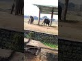 Zoo Park Elephants Video