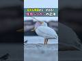 巨大な喉袋から〇が出る！怪鳥ペリカンの正体 #ほっこりショート #動物 #ペリカン #雑学
