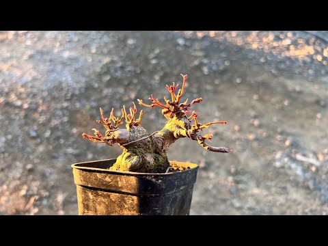 YMJ】太枝を全部抜いた後どうなっているのか #盆栽 #bonsai - YouTube