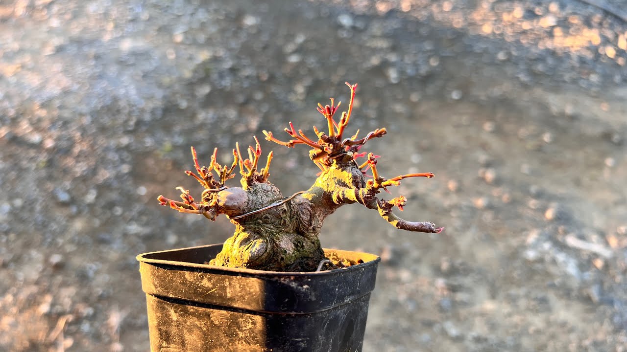 YMJ】太枝を全部抜いた後どうなっているのか #盆栽 #bonsai - YouTube