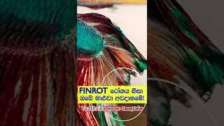 🐠 මාළුවාගේ වරල් කුණු වෙනවද? | Fin Rot රෝගය හඳුනාගමු #shorts