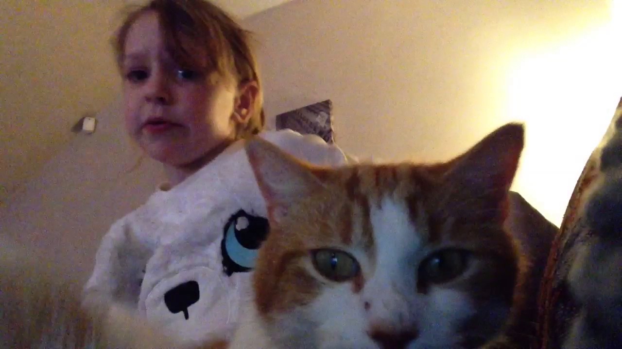 THE CATS!!!! 