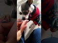 Chihuahua comiendo salchicha.