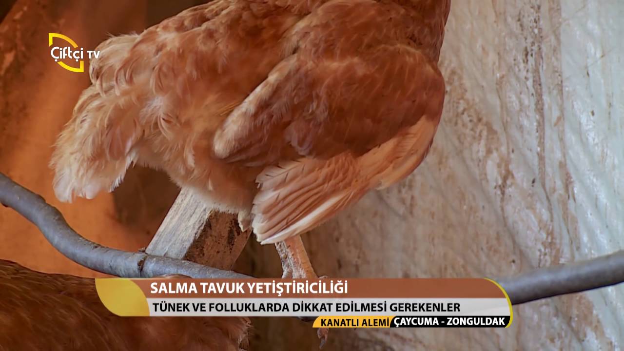 Kanatlı Alemi-Salma Tavuk Yetiştiriciliği
