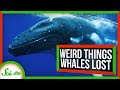 Weird Things Whales Lost on Their Journey to the Sea