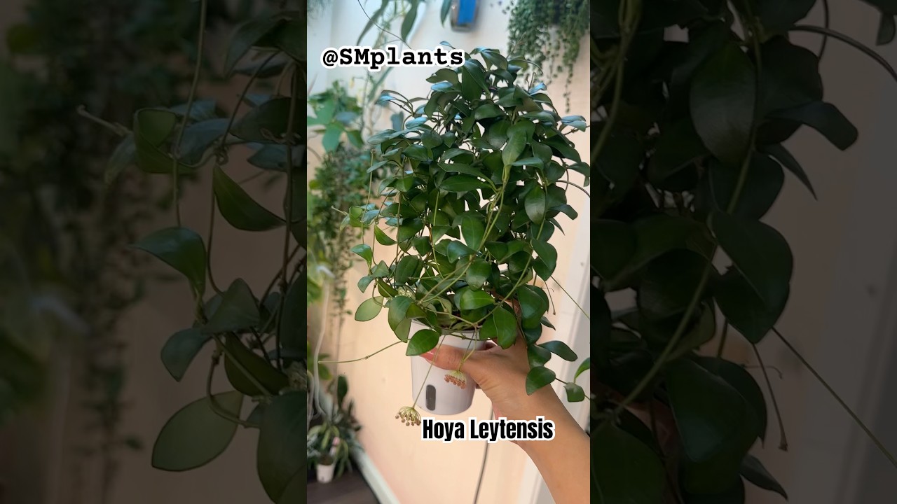 Hoya Leytensis blooming 😍 