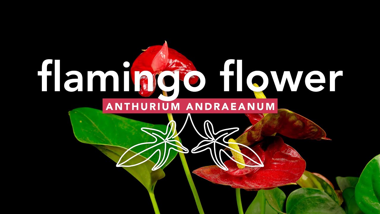 Flamingo Flower Plant 🦩🪴🦩 (Anthurium andraeanum): Repotting and care tips