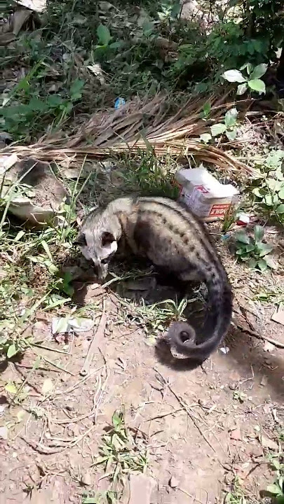 musang pandan wangi #hewanlucu #hewan #musang #video #musangloversindonesia  #shortvideo