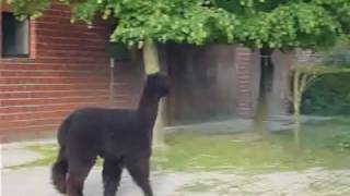 Deckhengst Qai Owomoyela