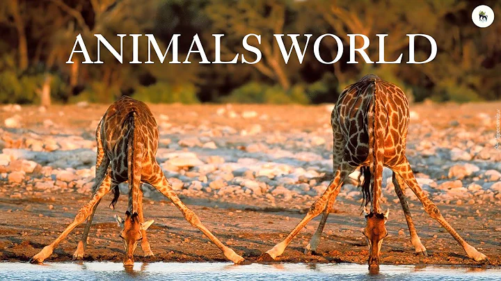 The Amazon 4K - Scenic Wildlife Film With Calming Music