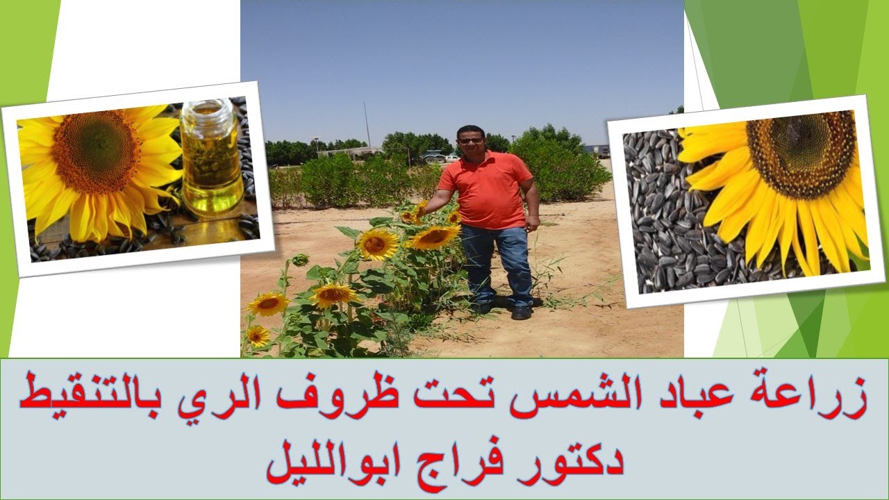 زراعة عباد الشمس تحت ظروف الري بالتنقيط في الصحراء/دكتور فراج ابوالليل