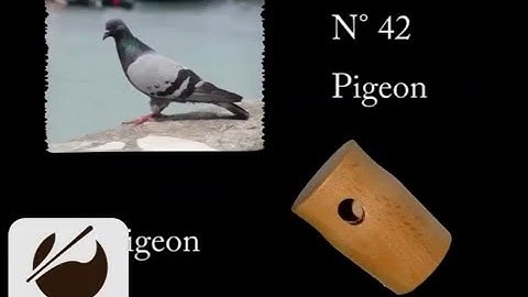 Birdcall Pigeon - Vogelstimme Taube