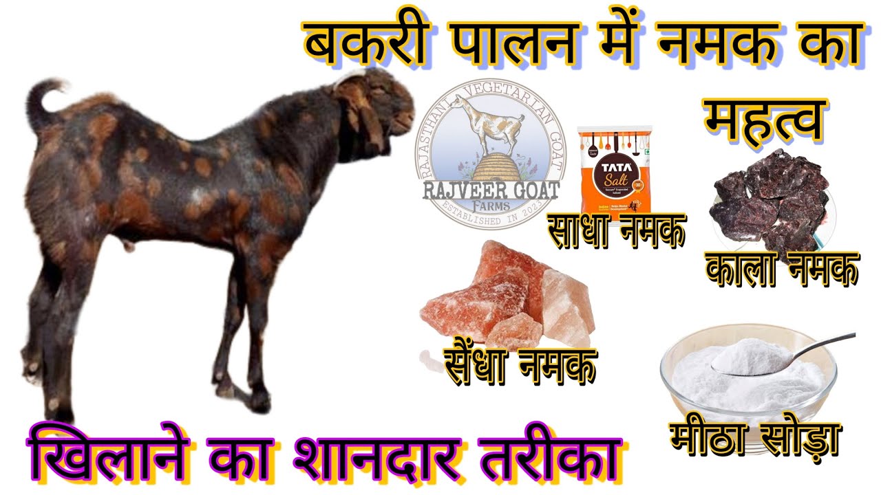 बकरी पालन में नमक का महत्व ।। Importance of Salt in Goat Farming 