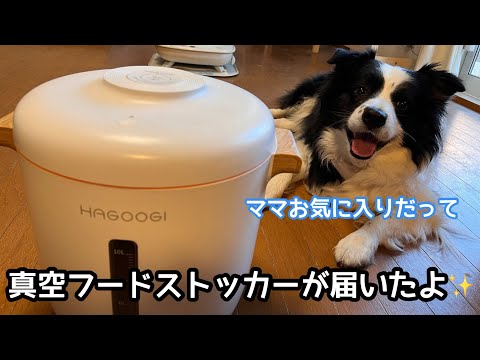【真空フードストッカー】にビビりのソラも満足気 #ボーダーコリー #bordercollie #フードストッカー