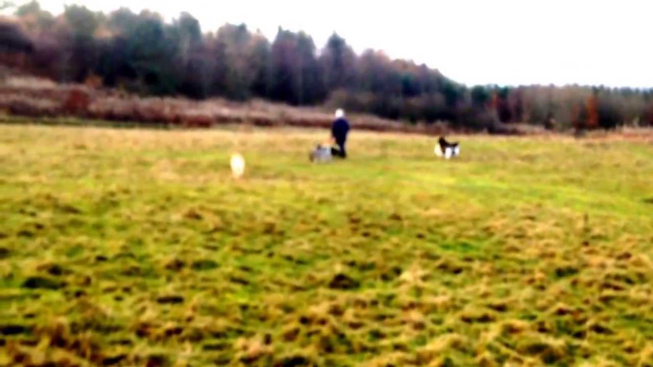 Archie after 5 months of positive reinforcement training for dog/people reactivity.