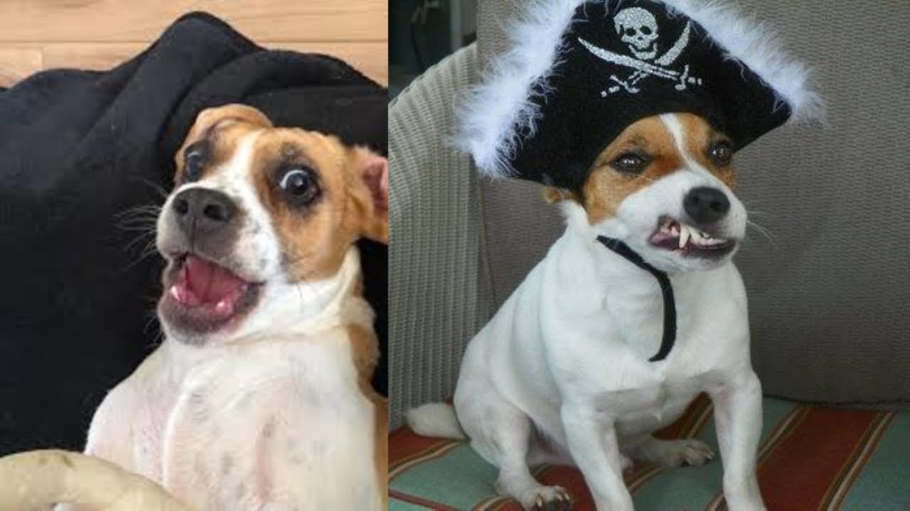 AMAZING 🤩 ! Jack Russell one of the most affectionate dogs 😍 🐶 💖 YouTube