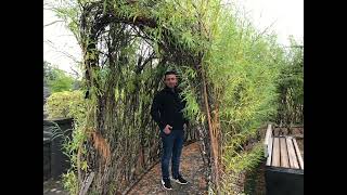 Vahidin Mustafi - Šta Ćemi Krivci Uživo-Cover