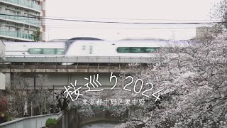 【4K】桜めぐり2024　東京都中野区東中野