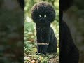 chillphenol - A Good Day (Official Short) 🐈⬛🌳