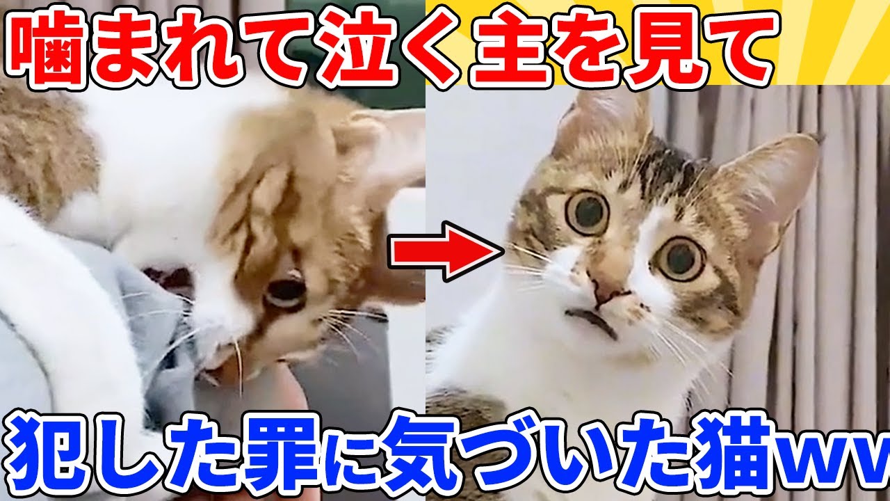 【2ch動物スレ】大好きな飼い主をつい噛んでしまった猫→我に返って後悔するｗｗｗｗｗ