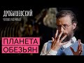 Из обезьяны в человека: как развивались человекообразные приматы // Дробышевский