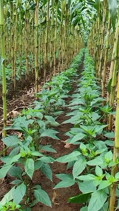 Tanam cabe tumpang sari dengan jagung #shorts