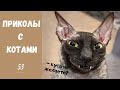 Смешные КОТЫ КОТИКИ КОТЯТА Приколы с животными #53